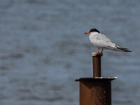 Sterna hirundo 134, Visdief, adult, Saxifraga-Theo Verstrael