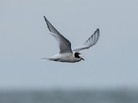 Sterna hirundo 138, Visdief, adult, winter plumage, Saxifraga-Theo Verstrael
