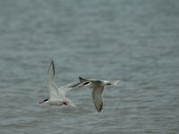 Sterna hirundo 27, Visdief, Saxifraga-Jan van der Straaten