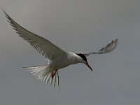 Sterna hirundo 43, Visdief, Saxifraga-Jan van der Straaten