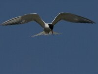 Sterna hirundo 52, Visdief, Saxifraga-Jan van der Straaten