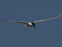 Sterna hirundo 62, Visdief, Saxifraga-Jan van der Straaten
