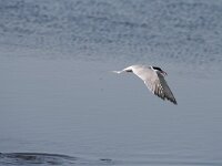 Sterna hirundo 87, Visdief, Saxifraga-Dirk Hilbers