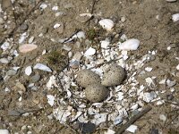 Nest Visdief  Nest with three eggs of the Common Tern (Sterna hirundo), Alblasserdam, South-Holland, Netherlands : Alblasserdam, Common tern, Dutch, Europe European, Holland, Netherlands, South-Holland Zuid-Holland, Sterna hirundo, avifauna bird, breed breeding, color, colour, horizontal, nature natural, nest nesting