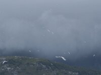 Sterna paradisaea 103, Noordse stern, Saxifraga-Willem van Kruijsbergen