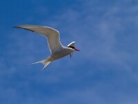 Noordse stern  Noordse stern jagend