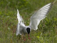 Sterna paradisaea 40, Noordse stern, Saxifraga-Peter Stein