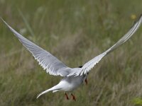 Sterna paradisaea 44, Noordse stern, Saxifraga-Peter Stein