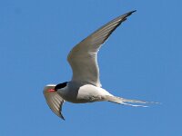 Sterna paradisaea 53, Noordse stern, Saxifraga-Bart Vastenhouw