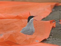 Sterna paradisaea 6, Noordse stern, Saxifraga-Luc Hoogenstein