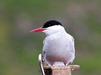 Sterna paradisaea 84, Noordse stern, Saxifraga-Bart Vastenhouw