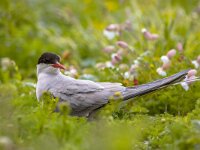 Arctic Tern looking  Arctic tern (Sterna paradisaea) breeding between flowers and green vegetation : animal, aquatic, arctic, atlantic, background, beak, beautiful, bird, britain, british, canada, canadian, colorful, defend, europe, farne, faroe, fauna, flight, flying, graceful, greenland, iceland, icelandic, island, islands, isles, labrador, natural, nature, nest, newfoundland, nordic, norway, ocean, one, paradisaea, red, reykjavik, scandinavian, scotland, sea, seabird, sitting, sterna, tern, uk, white, wild, wildlife