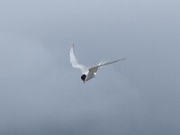 Sterna paradisaea 92, Noordse stern, Saxifraga-Willem van Kruijsbergen