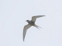 Sterna paradisaea 94, Noordse stern, Saxifraga-Willem van Kruijsbergen