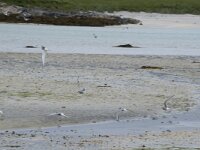 Sterna paradisaea 99, Noordse stern, Saxifraga-Willem van Kruijsbergen