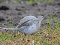 Turkse tortel #47301 : Streptopelia decaocto, Turkse tortel, Eurasian Collared Dove
