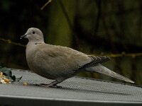 Streptopelia decaocto 14, Turkse tortel, Saxifraga-Jan van der Straaten
