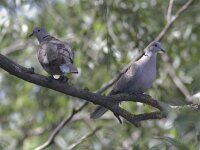 Streptopelia decaocto 16, Turkse tortel, Saxifraga-Mark Zekhuis