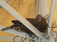 Streptopelia decaocto 17, Turkse tortel, Saxifraga-Martin Mollet