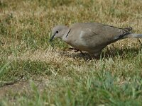 Streptopelia decaocto 2, Turkse tortel, Saxifraga-Jan van der Straaten