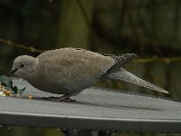 Streptopelia decaocto 4, Turkse tortel, Saxifraga-Jan van der Straaten