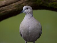 Streptopelia decaocto 52, Turkse tortel, Saxifraga-Jan Nijendijk
