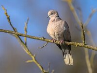 Eurasian collared dove perched on branch  Eurasian collared dove (Streptopelia decaocto) bird perched on branch in tree in ecological garden against blue sky. Wildlife in nature. Netherlands. : Eurasian, animal, animals in the wild, background, beak, beautiful, beauty, bird, birdwatching, blue, branch, bright, city, closeup, collared, collared-dove, cute, decaocto, dove, eurasian collared dove, europe, european, fauna, garden, green, grey, landscape, natural, nature, nature photography, one, ornithology, outdoor, park, perched, perching, pigeon, portrait, sky, streptopelia, streptopelia decaocto, summer, tree, urban, wild, wildlife, wing, wood