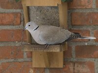Streptopelia decaocto 9, Turkse tortel, Saxifraga-Willem van Kruijsbergen