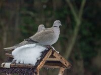 Streptopelia decaocto, Turkse tortel, adult, Saxifraga-Theo Verstrael 10