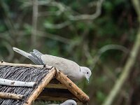 Streptopelia decaocto, Turkse tortel, adult, Saxifraga-Theo Verstrael 11