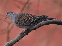 Streptopelia orientalis 4, Oosterse tortel, Saxifraga-Peter Meininger