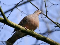 Streptopelia orientalis 7, Oosterse tortel, Saxifraga-Bart Vastenhouw
