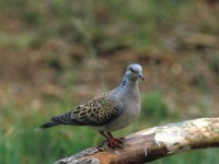 Streptopelia turtur 3, Zomertortel, Saxifraga-Piet Munsterman