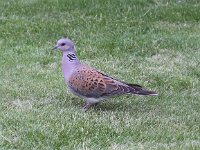 Streptopelia turtur 5, Zomertortel, Saxifraga-Peter Meininger