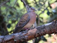 Streptopelia turtur 6, Zomertortel, Saxifraga-Mark Zekhuis