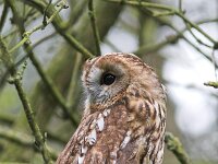 Strix aluco 10, Bosuil, Saxifraga-Martin Mollet