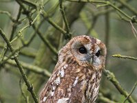 Strix aluco 11, Bosuil, Saxifraga-Martin Mollet