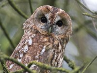 Strix aluco 12, Bosuil, Saxifraga-Martin Mollet