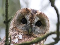 Strix aluco 13, Bosuil, Saxifraga-Martin Mollet