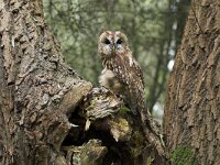 Strix aluco 14, Bosuil, Saxifraga-Martin Mollet