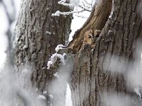 Strix aluco 16, Bosuil, Saxifraga-Mark Zekhuis