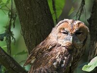 Strix aluco 2, Bosuil, Saxifraga-Martin Mollet