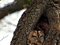 Strix aluco 20, Bosuil, Saxifraga-Hans Dekker