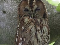 Strix aluco 23, Bosuil, Saxifraga-Mark Zekhuis