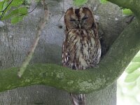 Strix aluco 24, Bosuil, Saxifraga-Mark Zekhuis