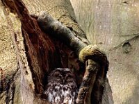 Strix aluco 25, Bosuil, Saxifraga-Hans Dekker