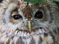 Strix aluco 27, Bosuil, Saxifraga-Mark Zekhuis