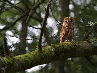 Strix aluco 29, Bosuil, Saxifraga-Martin Mollet