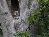 Strix aluco 32, Bosuil, Saxifraga-Mark Zekhuis