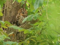 Strix aluco 33, Bosuil, Saxifraga-Mark Zekhuis